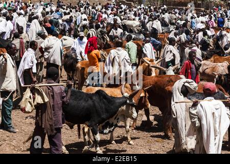 Ethiopia, Tigray region, Maychew, The cattle market Stock Photo