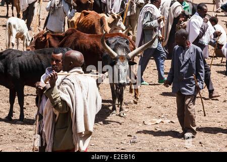 Ethiopia, Tigray region, Maychew, The cattle market Stock Photo