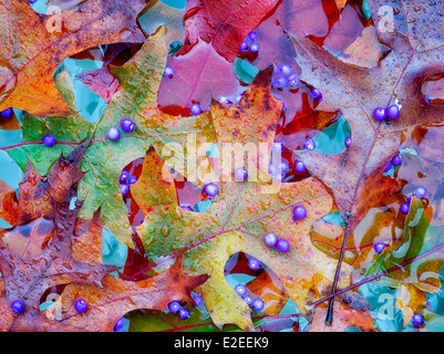 Beautyberry berries (Callicarpa) and fall colred maple leaves. Wilsonville, Oregon Stock Photo