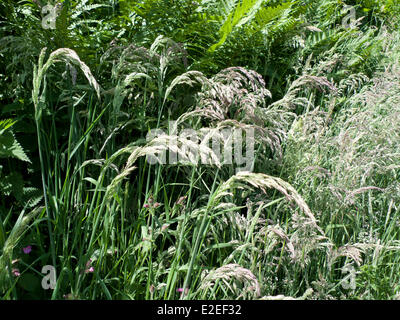 Llanwrda Carmarthenshire Wales UK, 19th June 2014.  Wildflowers and grasses bloom in the hedgerow in fine summer weather under blue skies in Carmarthenshire Wales. Warm dry weather is to continue over the weekend and into next week in West Wales. Kathy deWitt/Alamy Live News Stock Photo