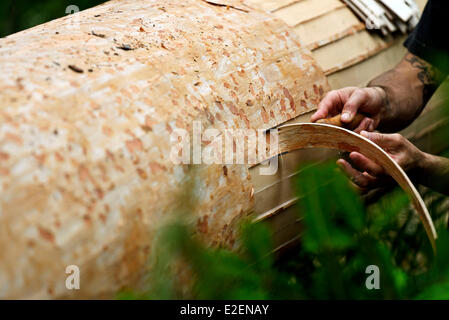 France, Doubs, Frasne, forest, Sanglier reaping the straps on a spruce tree to the Mont d Or cheese Stock Photo