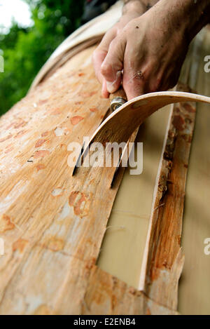 France, Doubs, Frasne, forest, Sanglier reaping the straps on a spruce tree to the Mont d Or cheese Stock Photo