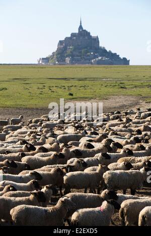 France Manche Mont Saint Michel bay listed as UNESCO World Heritage salted marshes sheep and Mont Saint Michel in the background Stock Photo