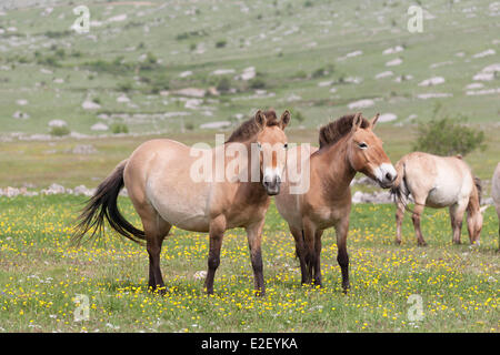 France Lozere Hures La Parade causse Mejean Przewalski horses the Causses and the Cevennes Mediterranean agro pastoral cultural Stock Photo