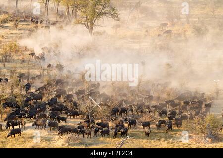 Botswana, Okavango delta, african buffalo (Syncerus caffer), herd (aerial view) Stock Photo