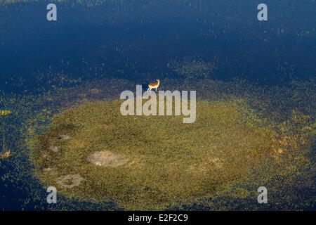 Botswana, Okavango delta, red lechwe (Kobus leche) (aerial view) Stock Photo