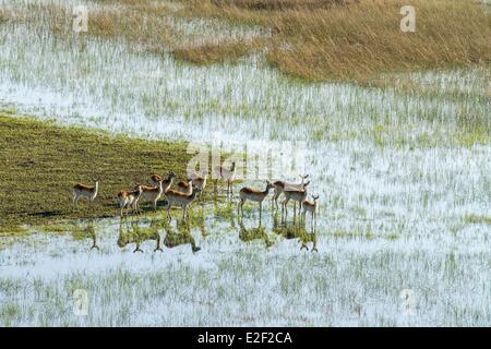 Botswana, Okavango delta, red lechwe (Kobus leche) (aerial view) Stock Photo