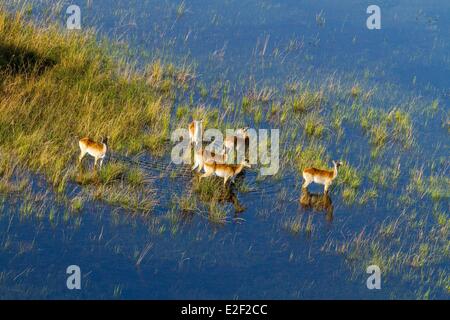 Botswana, Okavango delta, red lechwe (Kobus leche) (aerial view) Stock Photo