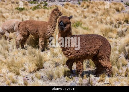 Peru, Arequipa Province, alpaca Stock Photo