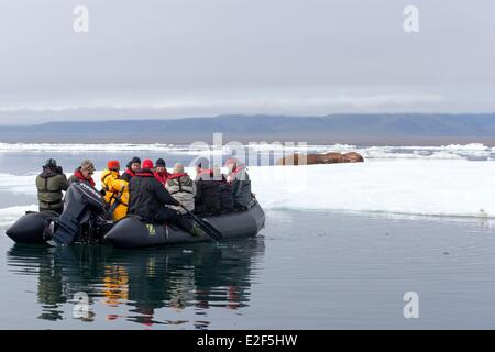 Russia Chukotka autonomous district Wrangel island Pack ice Pacific walrus (Odobenus rosmarus divergens) resting on ice floe Stock Photo
