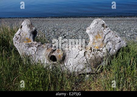 Russia Chukotka autonomous district Yttygran Island Whale Bone Alley remainings of skulls of rey whales or bowhead whales along Stock Photo