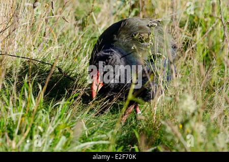 New Zealand, Wellington. Zealandia, Karori Sanctuary. South Island Takahe (Porphyrio hochstetteri) bird. Stock Photo