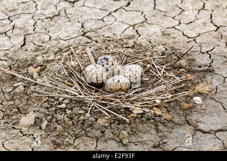 France, Vendee, L'Ile-d'Olonne, eggs in a pied avocet nest Stock Photo