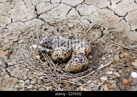 France, Vendee, L'Ile-d'Olonne, chck and eggs in a pied avocet nest Stock Photo