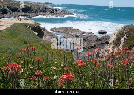 Portugal, Alentejo Region, Porto Covo, sea coast Stock Photo