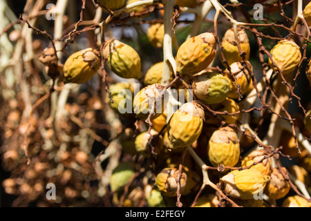 close up at betel nut Stock Photo