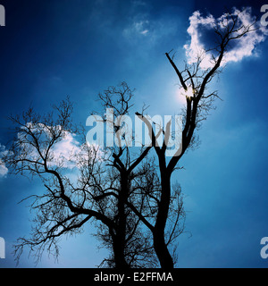 Silhouette of tree branches backlit against a blue sky with white ...