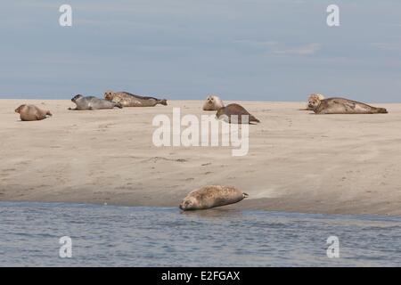 France, Somme, Baie de Somme, seals Stock Photo