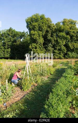 France, Seine et Marne, Vernou la Celle sur Seine, Graville castle, vegetable garden Stock Photo