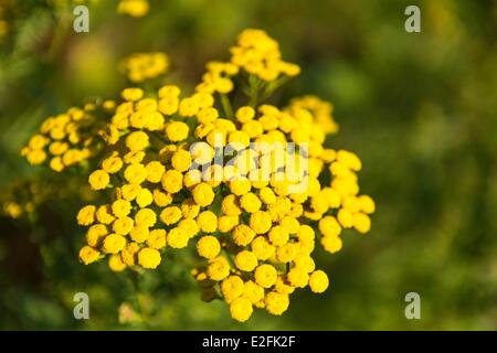 France, Seine et Marne, Vernou la Celle sur Seine, Graville castle, tansy (tanacetum vulgare) in the vegetable garden Stock Photo