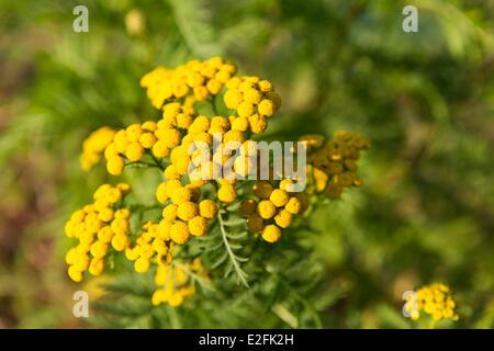 France, Seine et Marne, Vernou la Celle sur Seine, Graville castle, tansy (tanacetum vulgare) in the vegetable garden Stock Photo