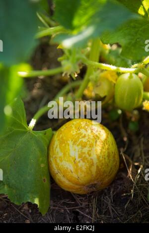 France, Seine et Marne, Vernou la Celle sur Seine, Graville castle, lemon cucumber in the vegetable garden Stock Photo