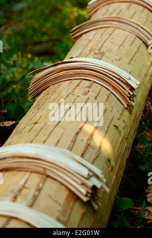 France Doubs Frasne forest Sanglier collects it straps of bark on a spruce tree for Mont d Or cheese Stock Photo