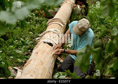 France Doubs Frasne forest Sanglier collects it straps of bark on a spruce tree for Mont d Or cheese Stock Photo