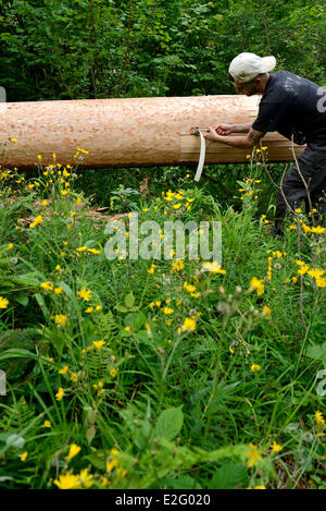 France Doubs Frasne forest Sanglier collects it straps of bark on a spruce tree for Mont d Or cheese Stock Photo