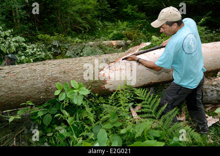 France Doubs Frasne forest Sanglier collects it straps of bark on a spruce tree for Mont d Or cheese the scale of the bark is Stock Photo
