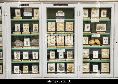 France Seine Maritime Rouen Museum of Natural History paleontology room Stock Photo