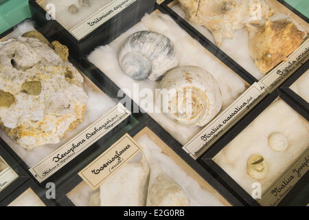 France Seine Maritime Rouen Museum of Natural History paleontology room Stock Photo