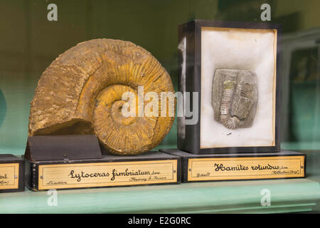 France Seine Maritime Rouen Museum of Natural History paleontology room Stock Photo