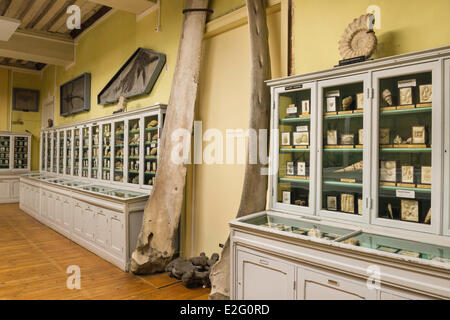 France Seine Maritime Rouen Museum of Natural History paleontology room Stock Photo