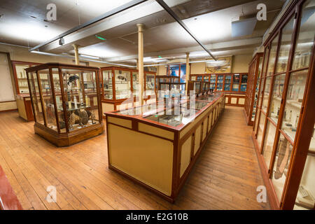 France Seine Maritime Rouen Museum of Natural History invertebrate room Stock Photo