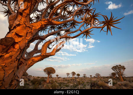 Namibia Karas Keetmanshoop Quiver Tree Forest (Aloe dichotoma) Stock Photo