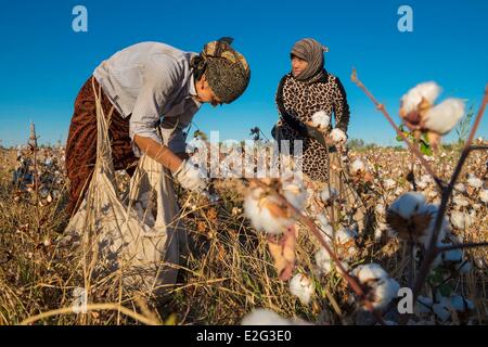 Uzbekistan Silk Road Khorezm Province women picking cotton (Gossypium Sp.) Stock Photo