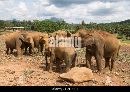 Sri Lanka Sabaragamuwa province Ratnapura district Pinnawala elephants (Elephas maximus) orphanage Stock Photo