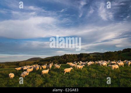 France Puy de Dome Manzat flock of sheep before the Le Chalard volcano (aerial view) Stock Photo