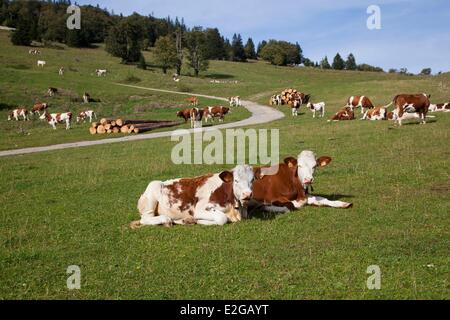 France Doubs Mont d'Or the summit (1461m) Montbeliard cows in summer pastures Stock Photo