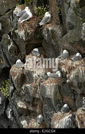 Iceland Vesturland region Snaefellsnes Peninsula Arctic Fulmar (Fulmar glacialis) cliffs near the Arnarstapi fishing harbour Stock Photo