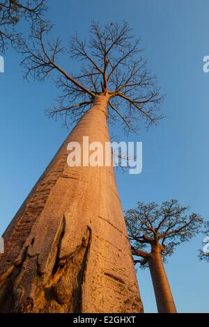 Madagascar Menabe-Antimena protected area Baobab Alley Grandidier's Baobabs (Adansonia grandidieri) Stock Photo