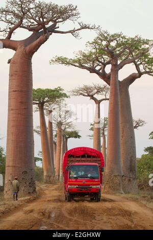 Madagascar Menabe-Antimena protected area Baobab Alley Grandidier's Baobabs (Adansonia grandidieri) old truck driving on dirt road Stock Photo