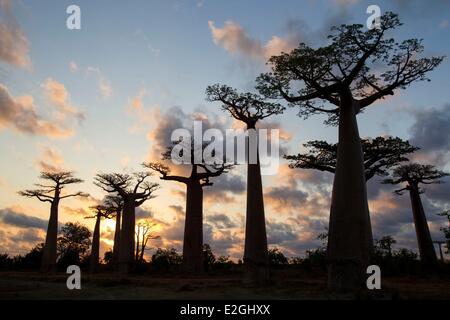 Madagascar Menabe-Antimena protected area Baobab Alley Grandidier's Baobabs (Adansonia grandidieri) Stock Photo