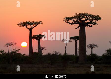 Madagascar Menabe-Antimena protected area Sunrise in Baobab Alley Grandidier's Baobabs (Adansonia grandidieri) Stock Photo