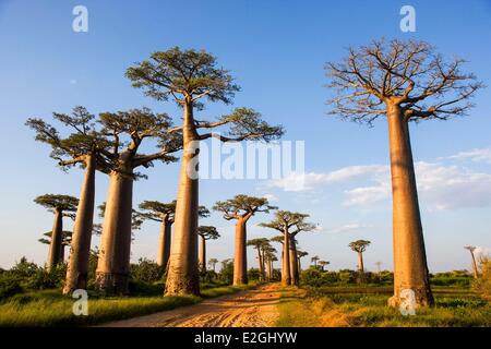 Madagascar Menabe-Antimena protected area Baobab Alley Grandidier's Baobabs (Adansonia grandidieri) Stock Photo