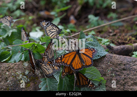 Monarch butterflies gathered on a branch at the Monarch Butterfly Biosphere Reserve in Cerro Pelon Stock Photo