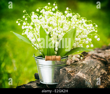 Wild spring lily of the valley flowers in bucket in forest Stock Photo