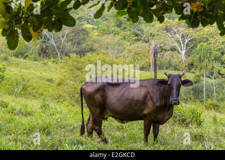 Panama San Blas archipelago inhabited and administered by Kuna Indian population (55000 people) Guna Yala Udirbi cow in a field Stock Photo
