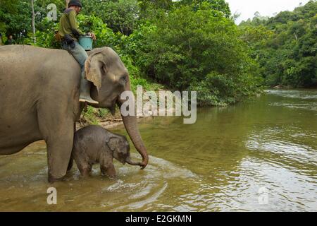 Indonesia Sumatra Island Aceh province Sampoiniet Mahut member of Conservation Response Unit for protection of Sumatran elephants giving bath to an elephant female and its baby Stock Photo